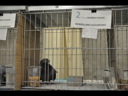 Concurso de Palomas 2012